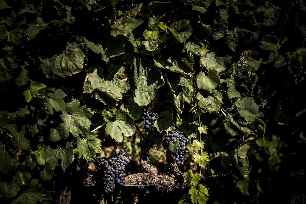 Agriturismo Il Giriatello Crotone Eksteriør billede