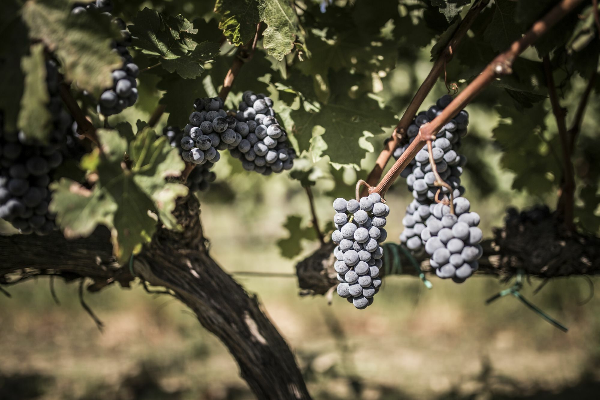 Agriturismo Il Giriatello Crotone Eksteriør billede