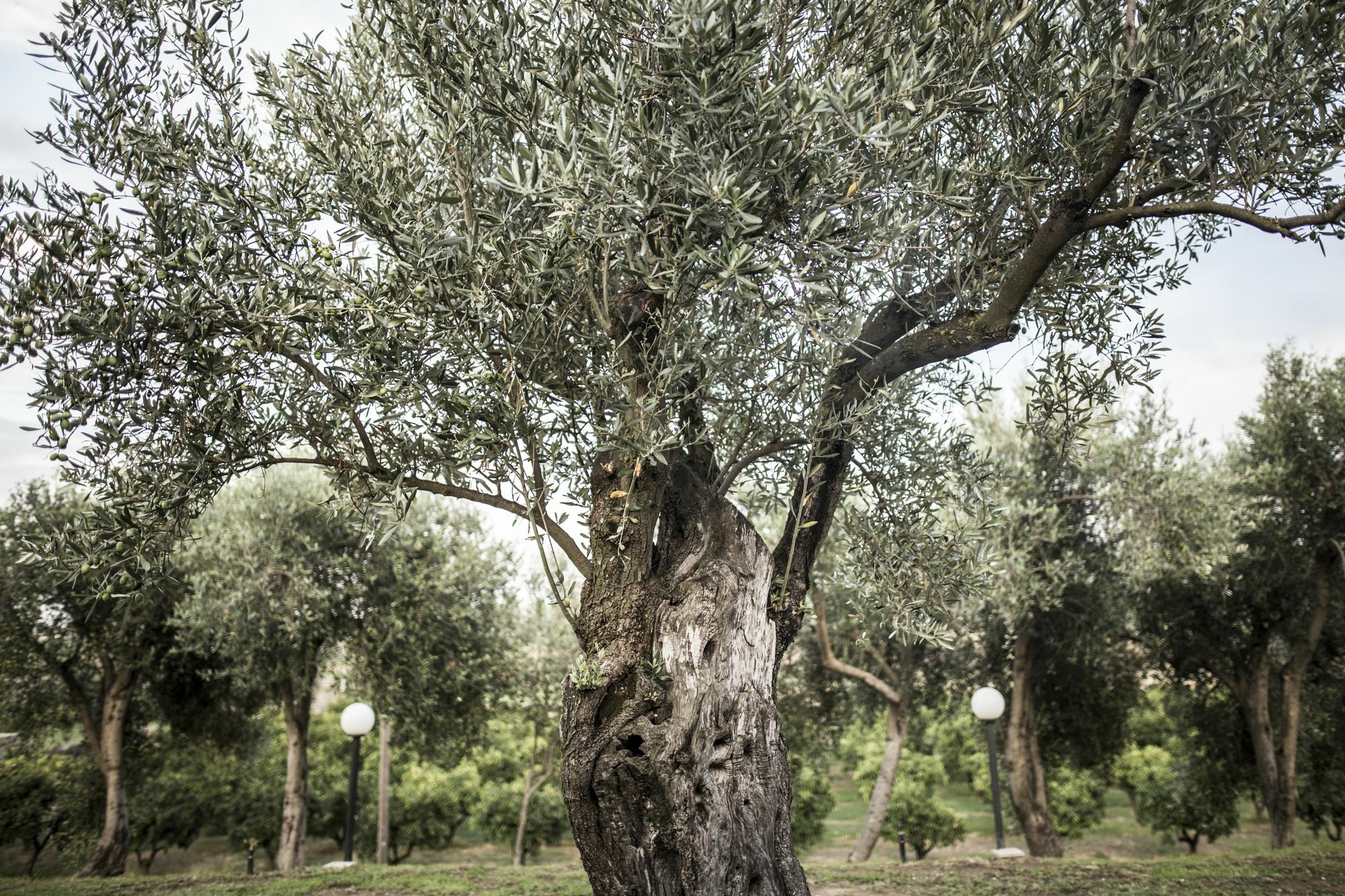Agriturismo Il Giriatello Crotone Eksteriør billede